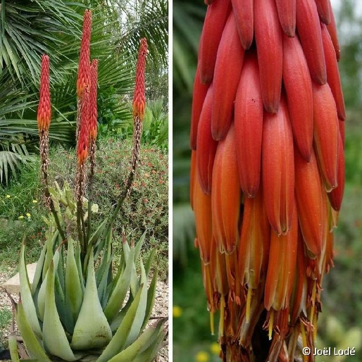 Aloe pseudorubroviolacea (non reitzii cf) AC ©JL